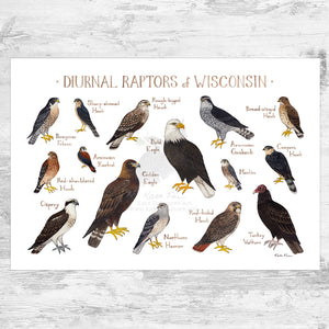 Wisconsin Diurnal Raptors Field Guide Art Print