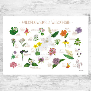 Wisconsin Wildflowers Field Guide Art Print