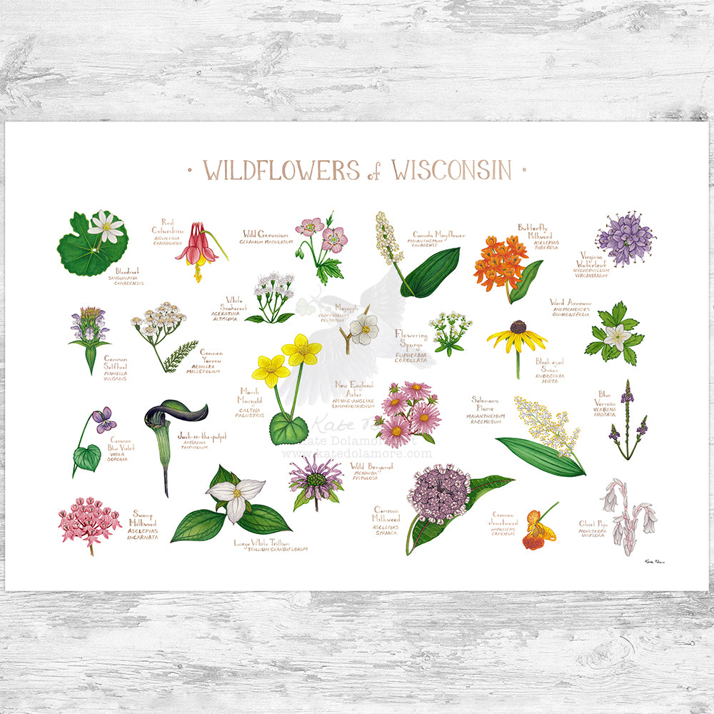 wisconsin wildflowers seeds Wisconsin Wildflowers Field Guide Art Print – Kate Dolamore Art
