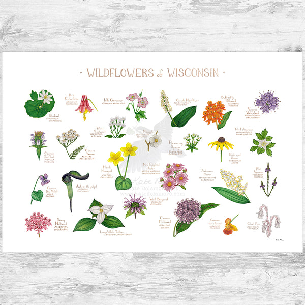 Wisconsin Wildflowers Field Guide Art Print