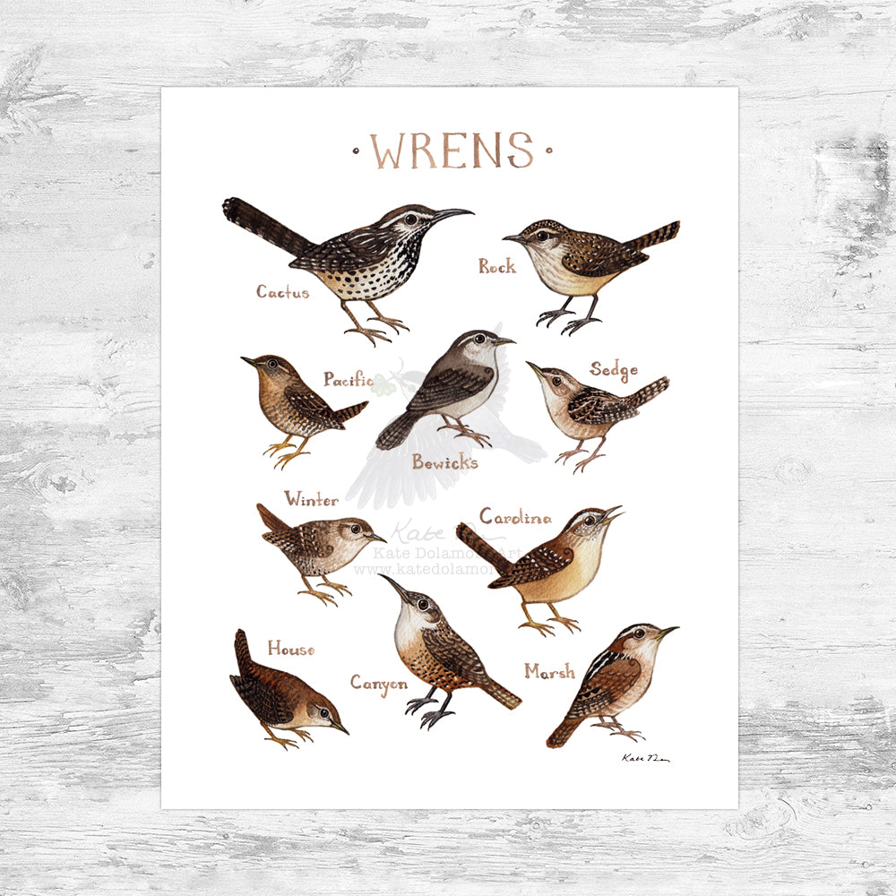 Wrens of North America Art Print