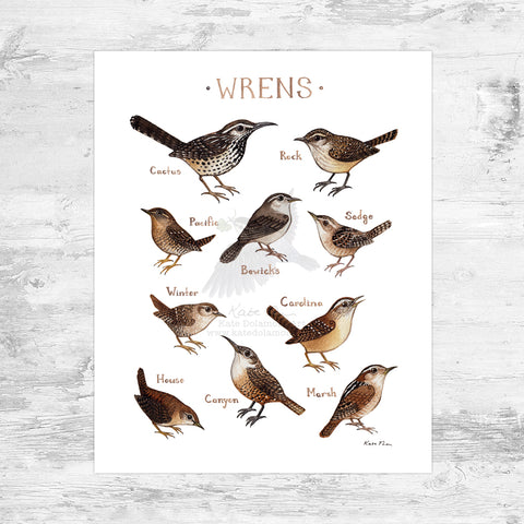 Wrens of North America Art Print