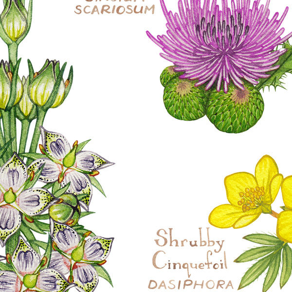 Wyoming Wildflowers Field Guide Art Print