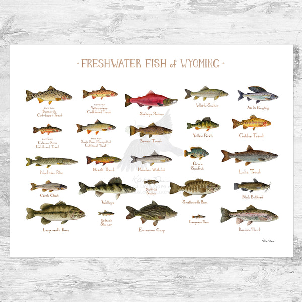 Wyoming Freshwater Fish Field Guide Art Print