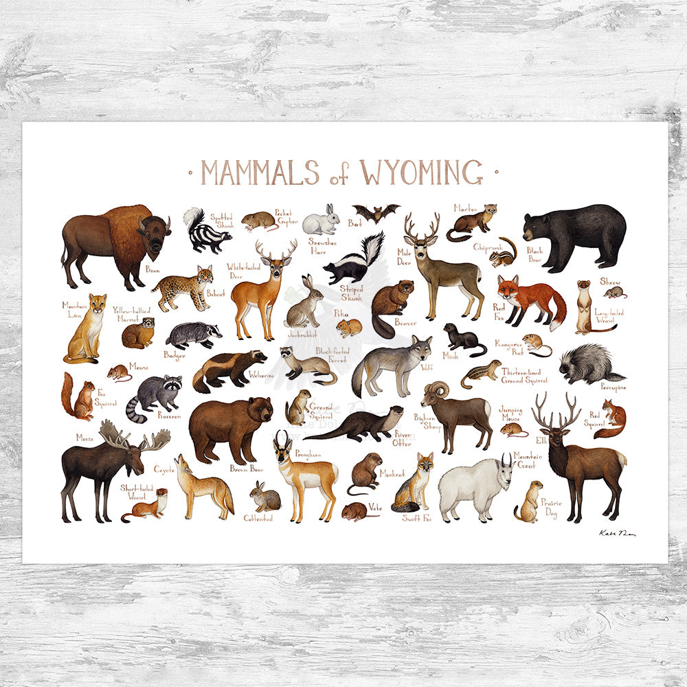 Wyoming Mammals Field Guide Art Print