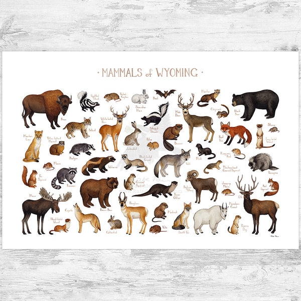 Wyoming Mammals Field Guide Art Print