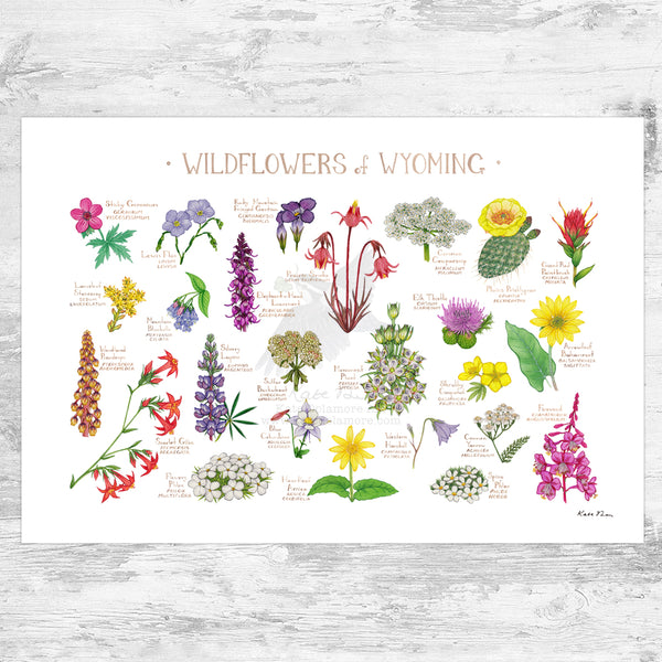 Wyoming Wildflowers Field Guide Art Print
