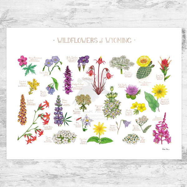 Wyoming Wildflowers Field Guide Art Print