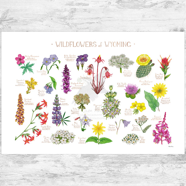 Wyoming Wildflowers Field Guide Art Print