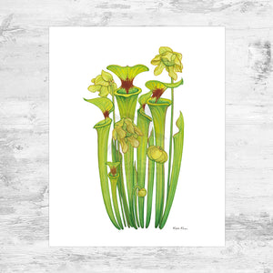 Yellow Pitcher Plant Art Print