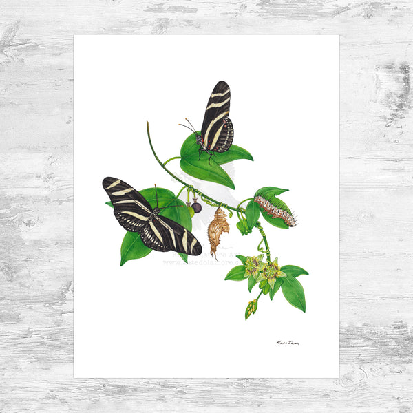 Zebra Longwing Butterfly Art Print