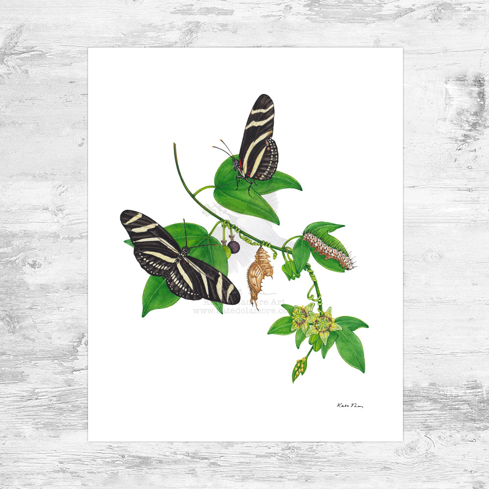 Zebra Longwing Butterfly Art Print – Kate Dolamore Art