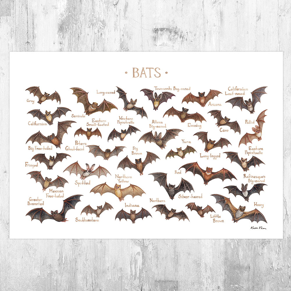 Bats of North America Field Guide Art Print