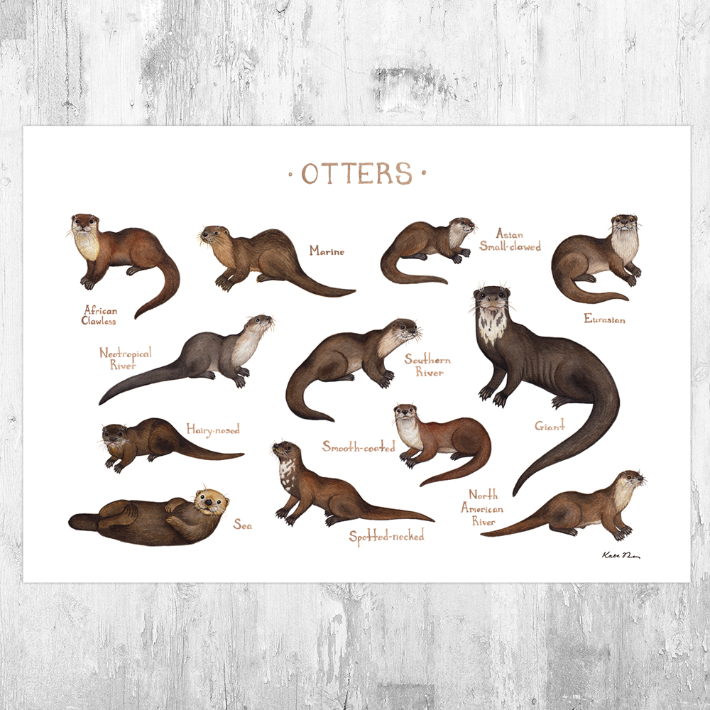 Otters of the World Field Guide Art Print