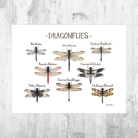 Dragonflies Field Guide Art Print