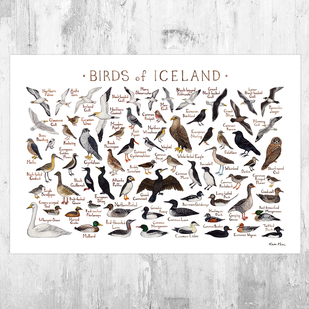 Icelandic Birds Field Guide Art Print and Checklist