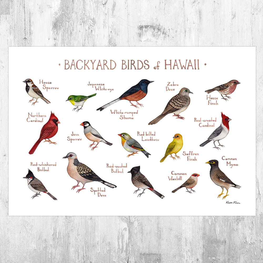 Hawaii Backyard Birds Field Guide Art Print