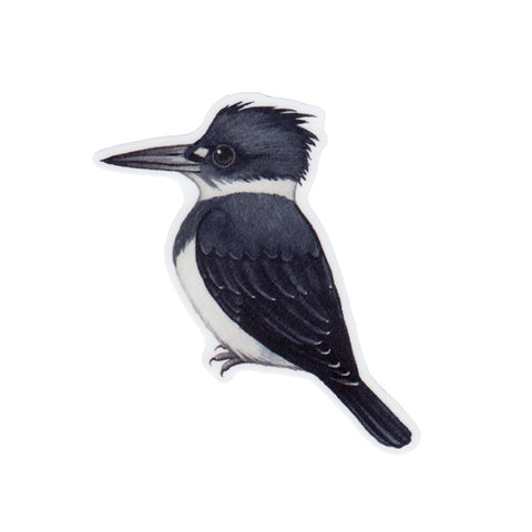 Belted Kingfisher (Male) Vinyl Sticker