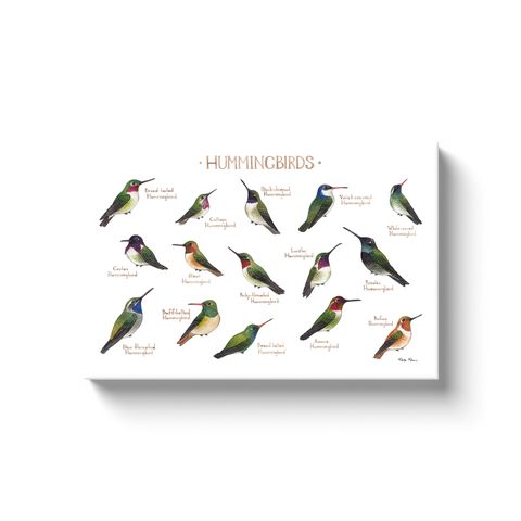Hummingbirds of North America Ready to Hang Canvas Print