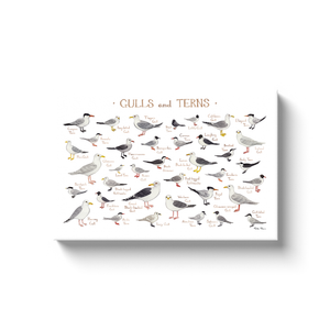 Gulls & Terns of North America Ready to Hang Canvas Print