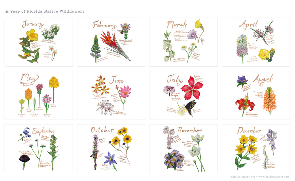 Florida Native Wildflowers Postcard Set