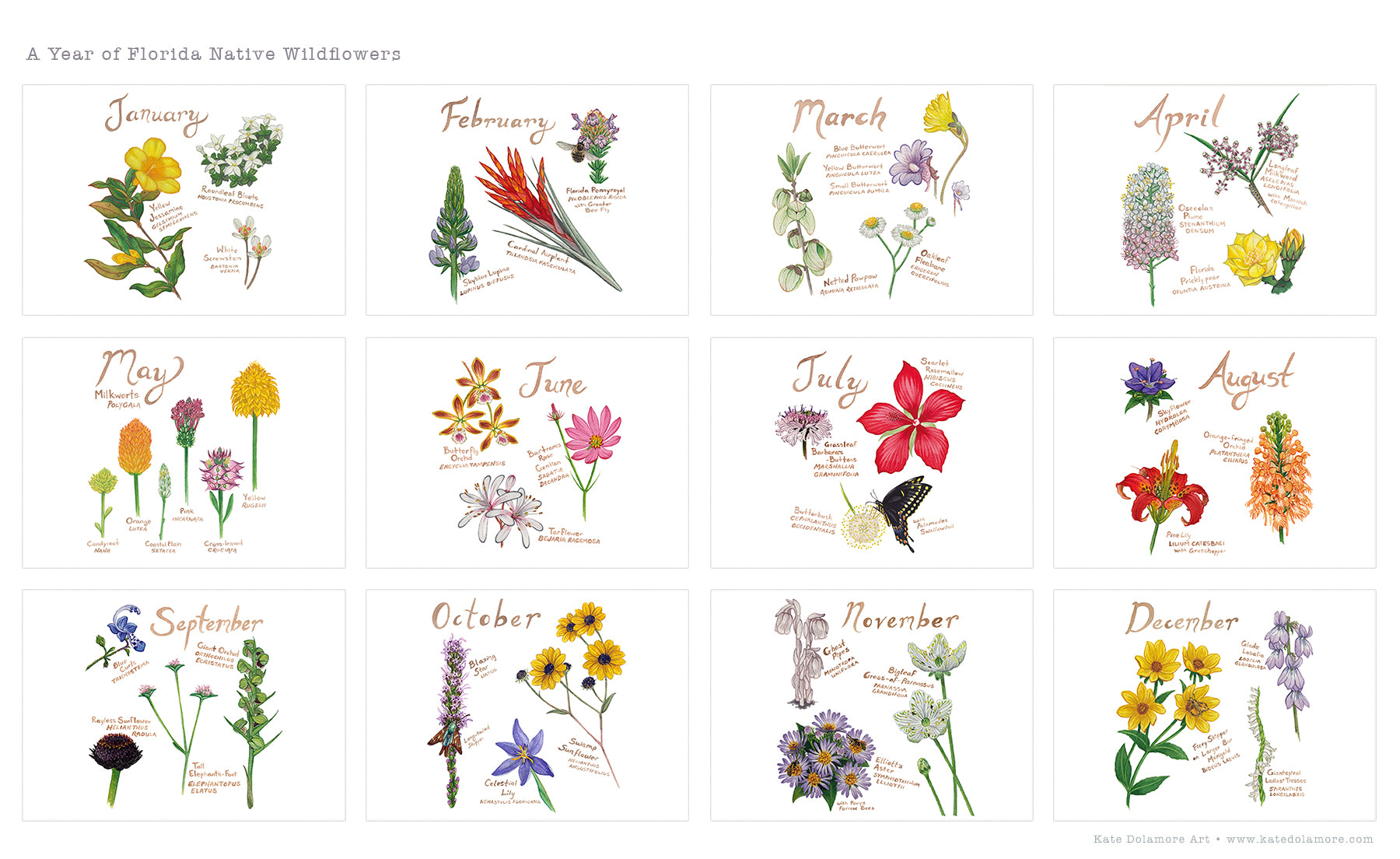 A Year of Florida Native Wildflowers Postcard Set – Kate Dolamore Art