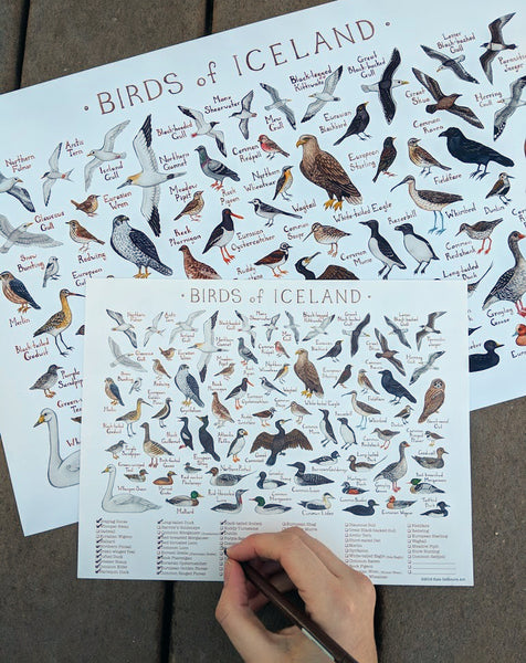 Icelandic Birds Field Guide Art Print and Checklist