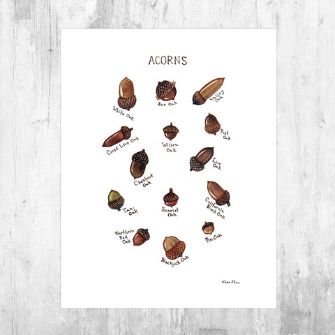Acorns Field Guide Art Print