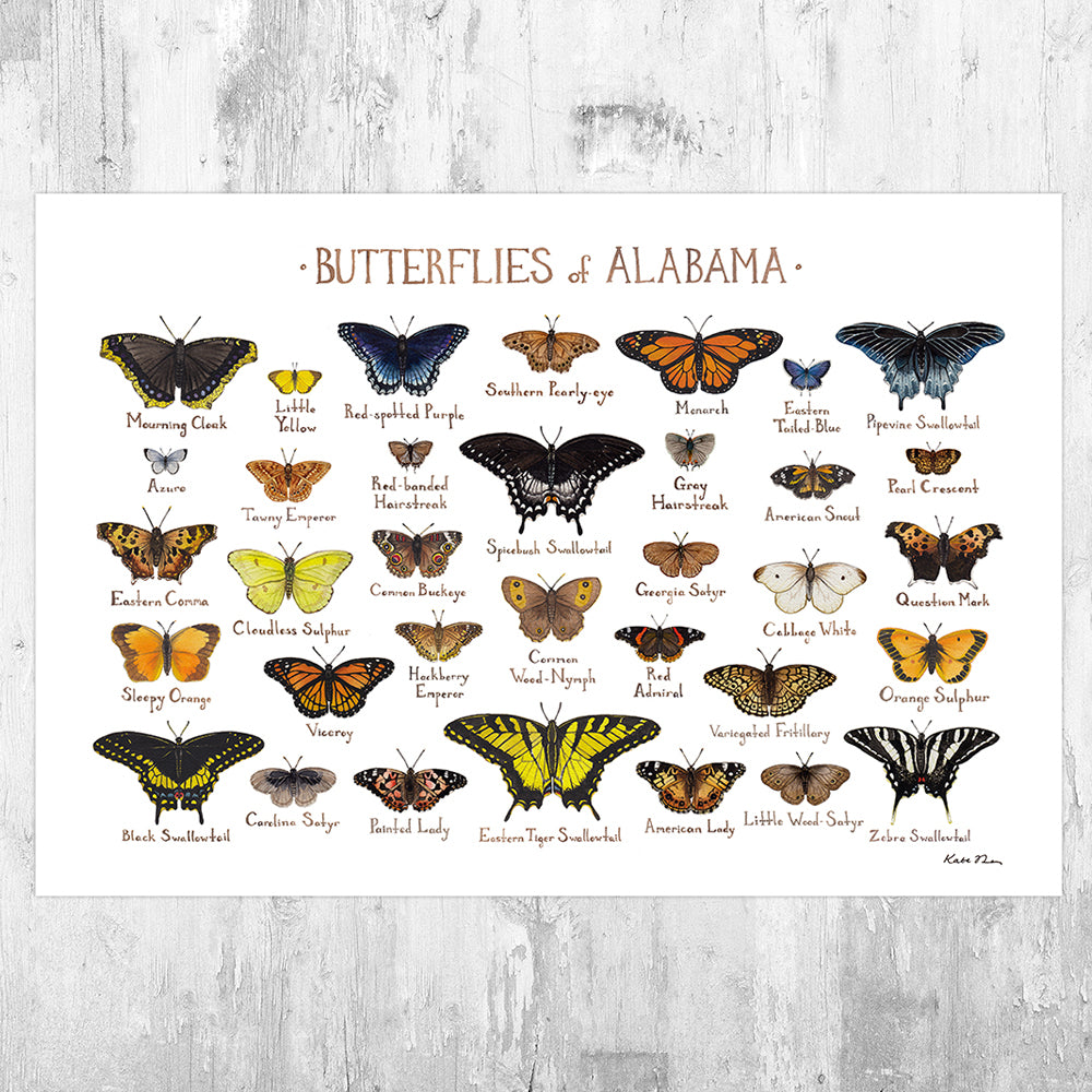 Alabama Butterflies Field Guide Art Print