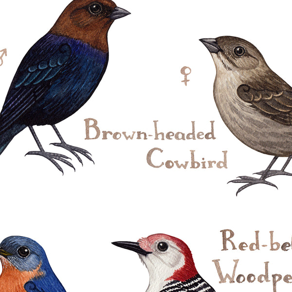 Alabama Backyard Birds Field Guide Art Print