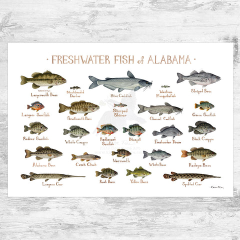 Alabama Freshwater Fish Field Guide Art Print