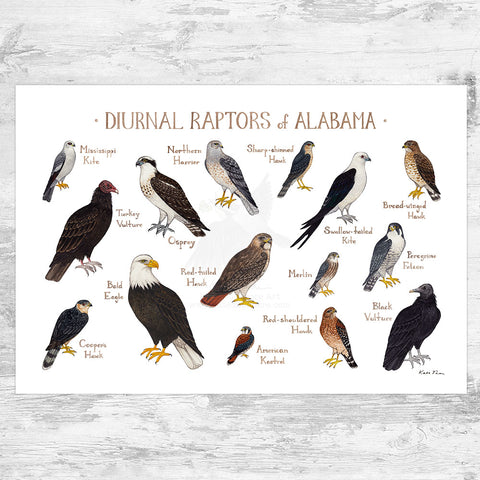Alabama Diurnal Raptors Field Guide Art Print