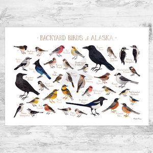 Alaska Backyard Birds Field Guide Art Print