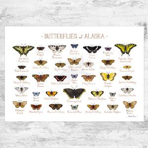 Alaska Butterflies Field Guide Art Print