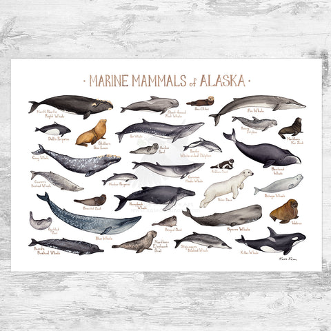 Alaska Marine Mammals Field Guide Art Print