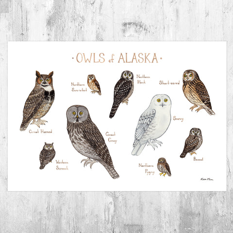 Alaska Owls Field Guide Art Print