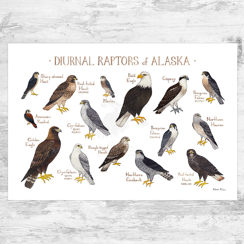 Alaska Diurnal Raptors Field Guide Art Print