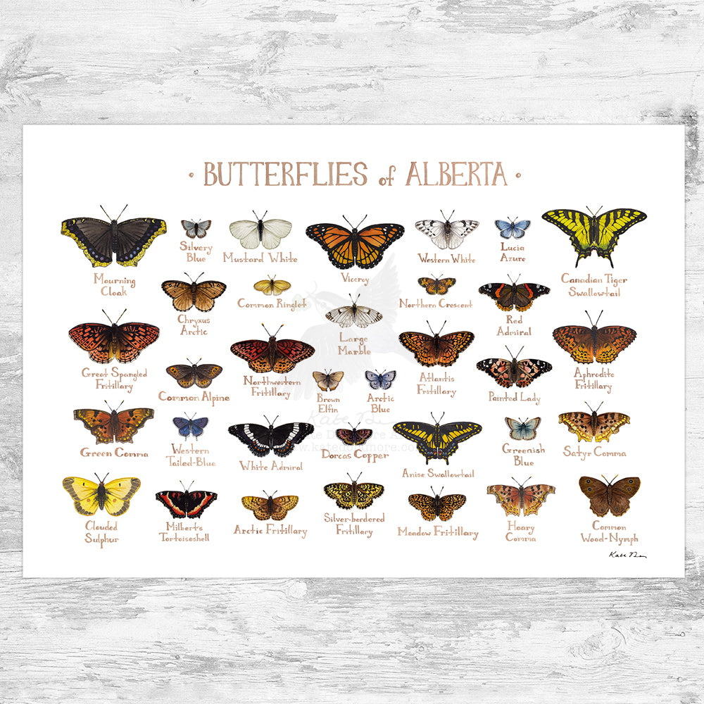 Alberta Butterflies Field Guide Art Print