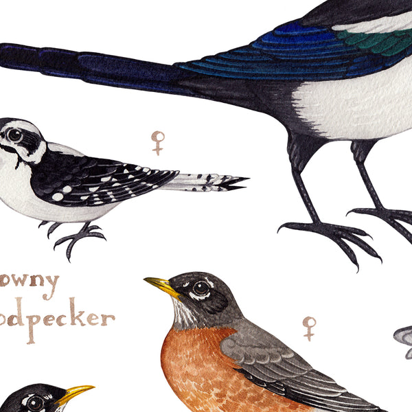Alberta Backyard Birds Field Guide Art Print