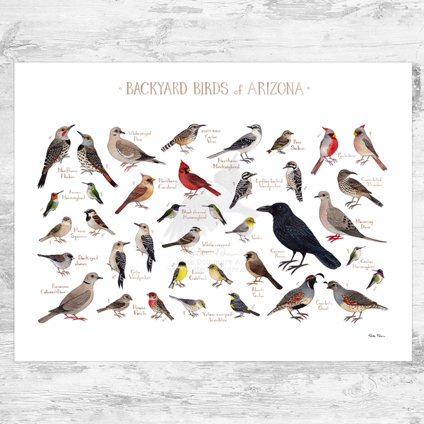 Arizona Backyard Birds Field Guide Art Print