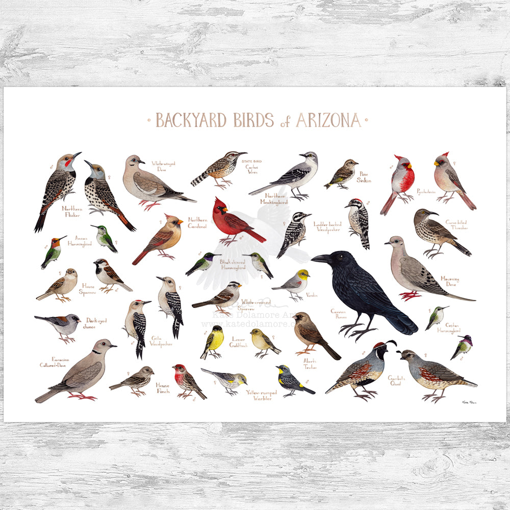 Arizona Backyard Birds Field Guide Art Print – Kate Dolamore Art