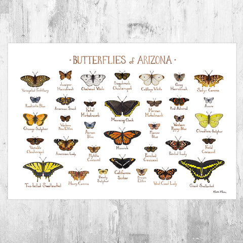 Arizona Butterflies Field Guide Art Print