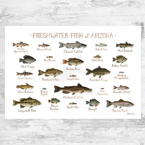 Oregon Freshwater Fish Field Guide Art Print – Kate Dolamore Art