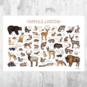 Arizona Mammals Field Guide Art Print