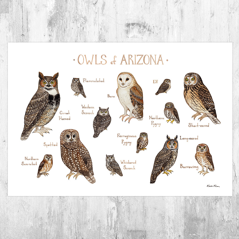 Arizona Owls Field Guide Art Print