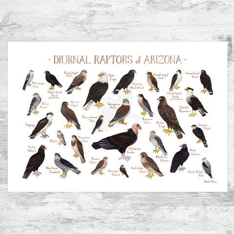 Arizona Diurnal Raptors Field Guide Art Print