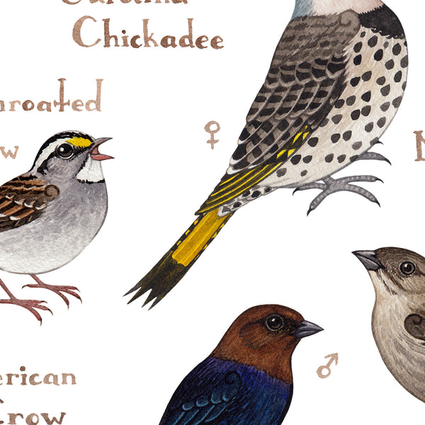 Arkansas Backyard Birds Field Guide Art Print