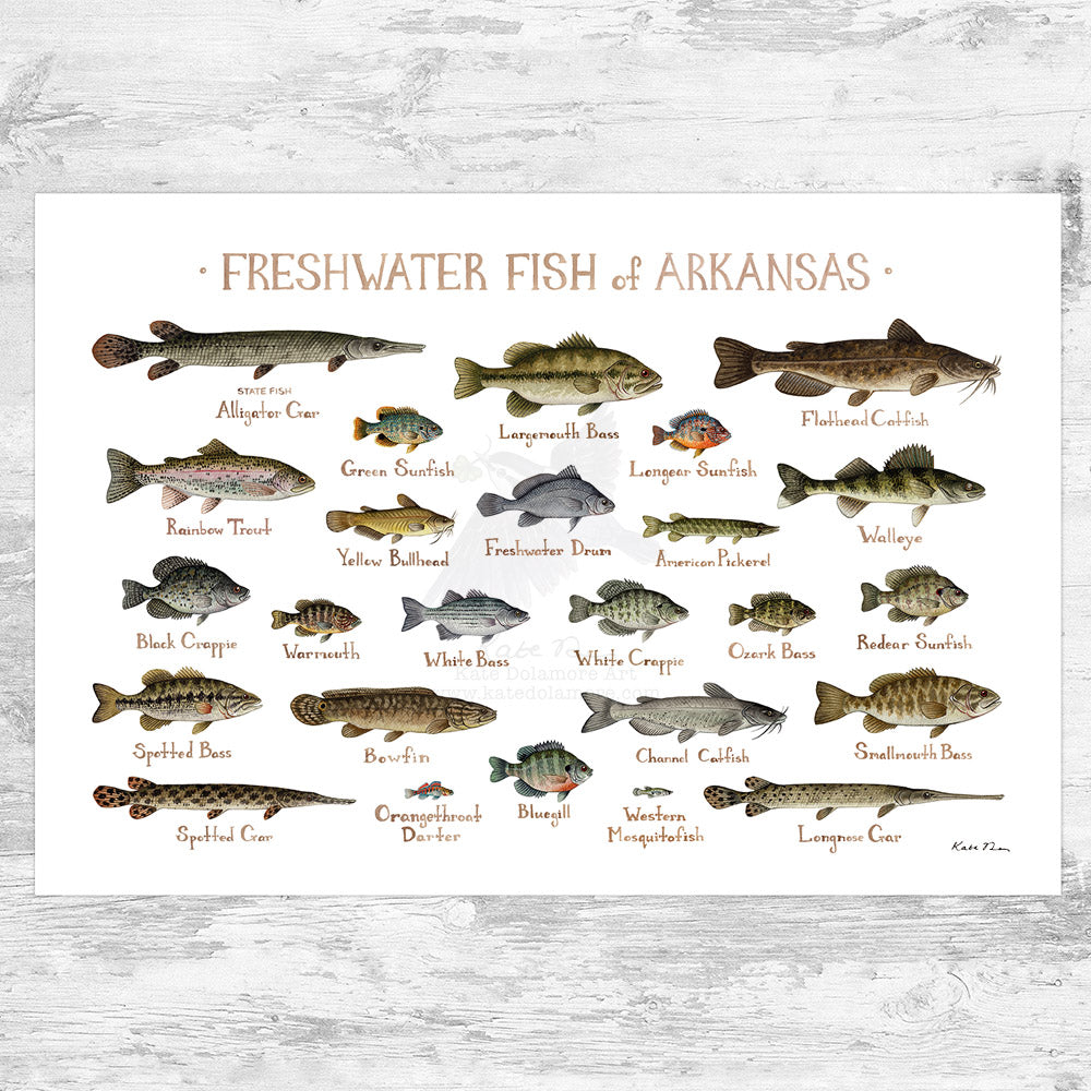 Arkansas Freshwater Fish Field Guide Art Print – Kate Dolamore Art