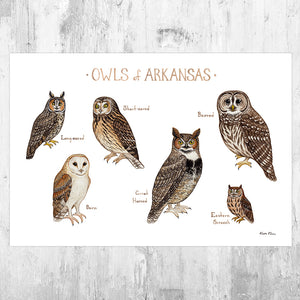 Arkansas Owls Field Guide Art Print
