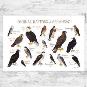 Arkansas Diurnal Raptors Field Guide Art Print